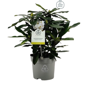 Rhododendron 15-20 /1.5 liter White