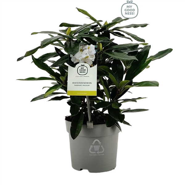 <h4>Rhododendron 15-20 /1.5 liter White</h4>