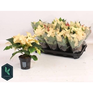 EUPHOR PULCHERRIM OV