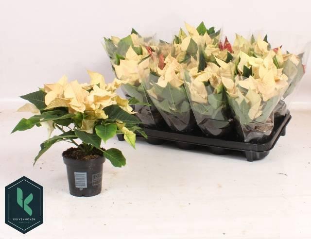 <h4>EUPHOR PULCHERRIM OV</h4>