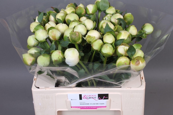 <h4>Paeonia Bridal Shower | Heavy Quality</h4>