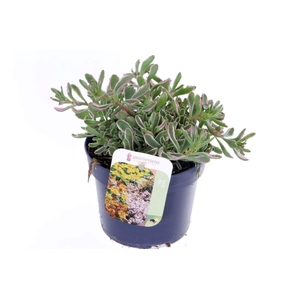 Sedum spurium Tricolor