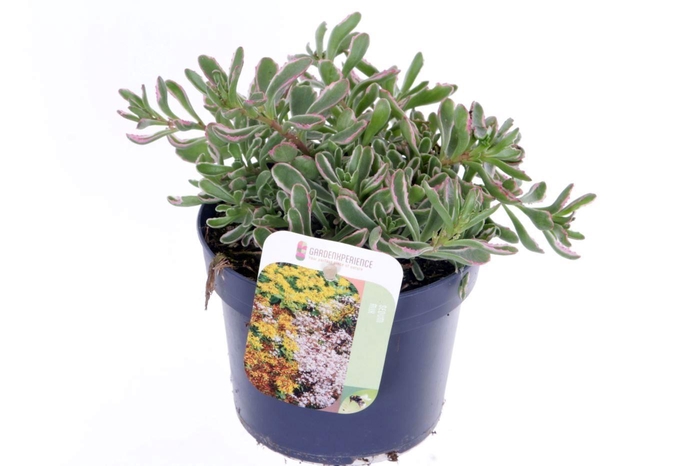 <h4>Sedum spurium Tricolor</h4>