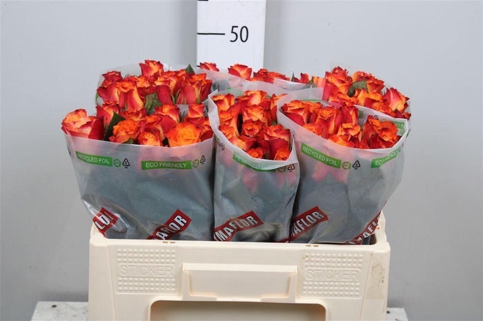 <h4>R Gr Mariyo!</h4>