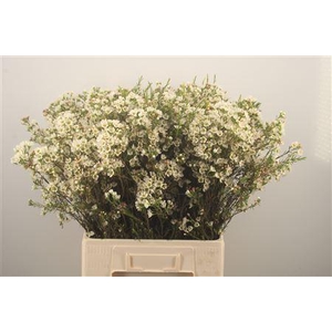 Chamelaucium Crystal Pearl White