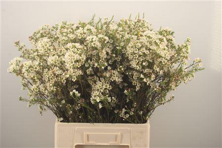 <h4>Chamelaucium Crystal Pearl White</h4>