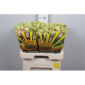 Eus G Alissa Champagne