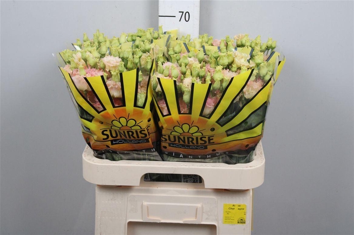 <h4>Eus G Alissa Champagne</h4>