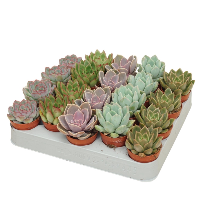 <h4>Echeveria gemengd</h4>