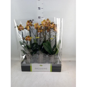 Phalaenopsis multi. 'Ant Las Vegas'