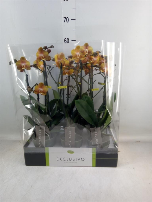 <h4>Phalaenopsis multi. 'Ant Las Vegas'</h4>