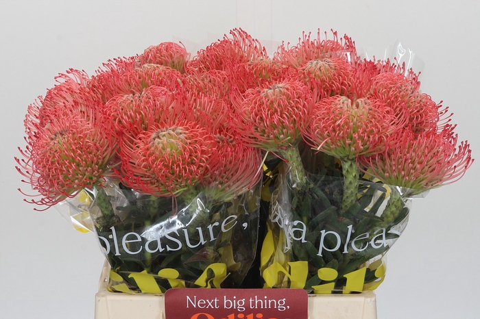 Nutans Ayoba Pink