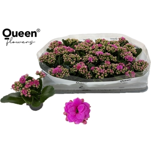 KAL GE ROSE FL KATIE