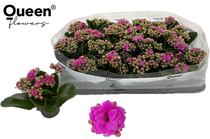 <h4>KAL GE ROSE FL KATIE</h4>