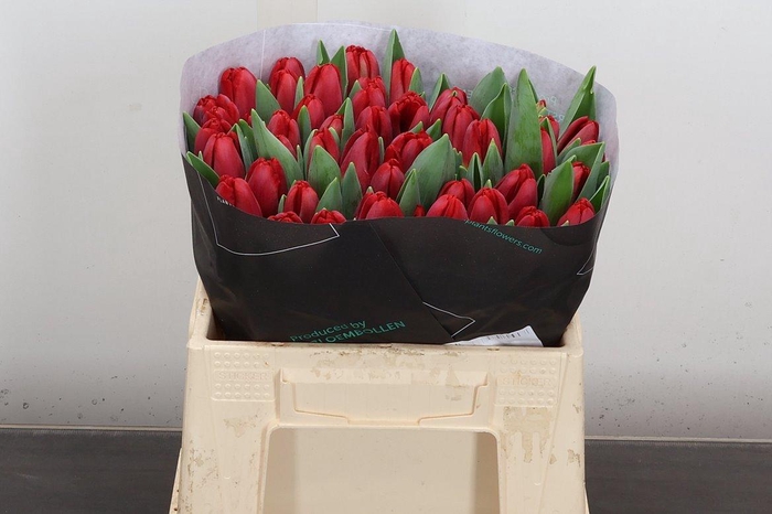 <h4>Tu En Antarctic Fire</h4>