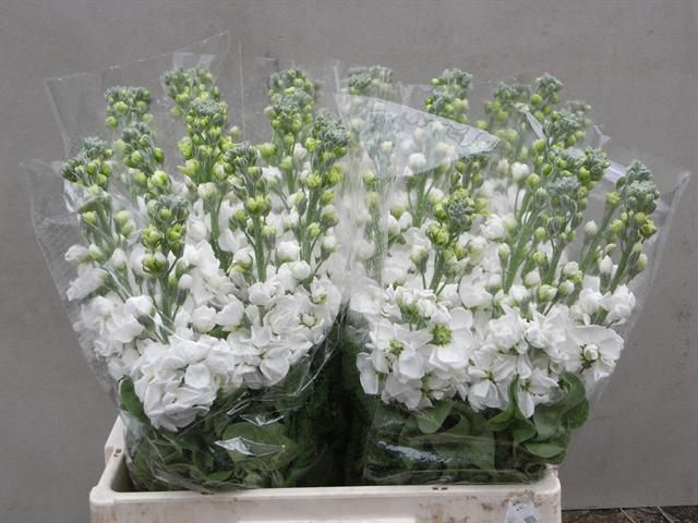 <h4>MATTH AIDA WHITE</h4>