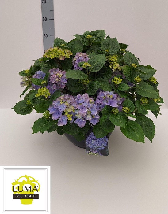 <h4>HYDR M HI RIVER</h4>