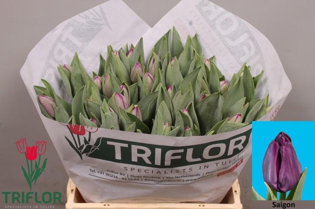 <h4>TU EN SAIGON</h4>