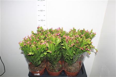 Schlumb Ov 70+