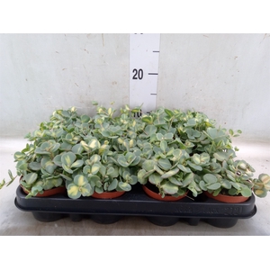Sedum sieboldii 'Mediovariegatum'