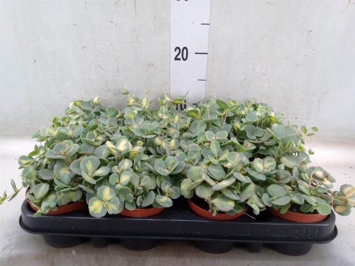 <h4>Sedum sieboldii 'Mediovariegatum'</h4>