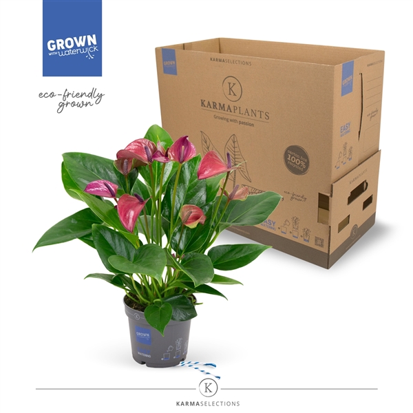 <h4>Anthurium - KARMA Purple | 12cm</h4>