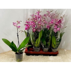 PHAL OV