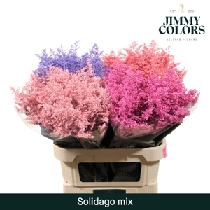 Solidago L70 Klbh. mix