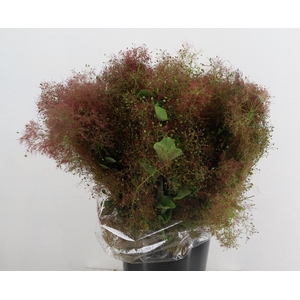 COTINUS VELUS 200GR