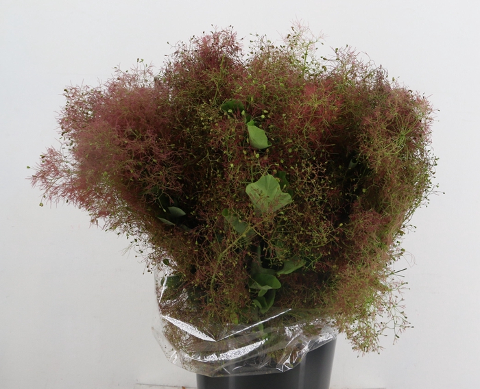 COTINUS VELUS 200GR