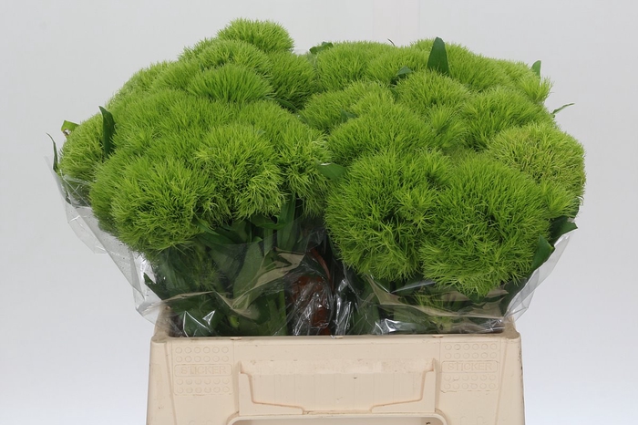 <h4>Dianthus Br Kiwi Mellow</h4>