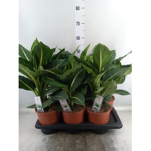 Dieffenbachia  'Green Magic'