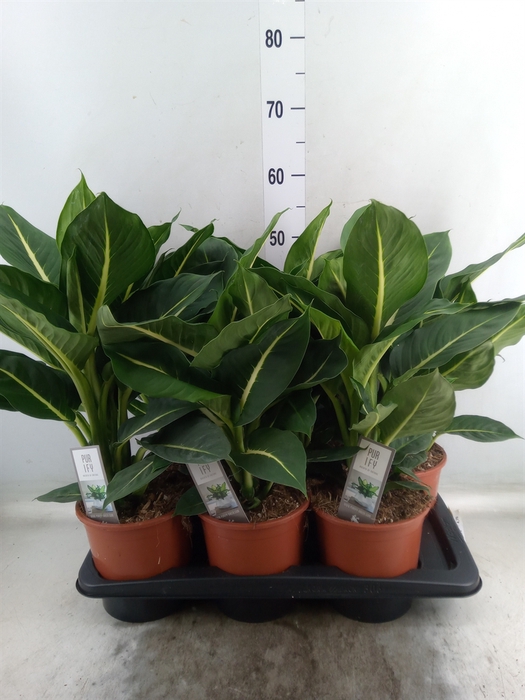 <h4>Dieffenbachia  'Green Magic'</h4>