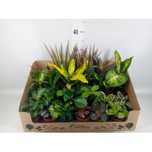 Planten Groen   ...mix 24