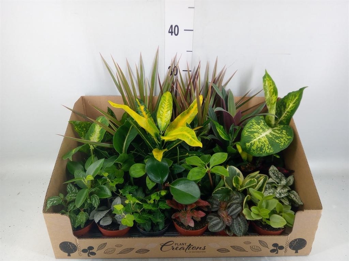 <h4>Planten Groen   ...mix 24</h4>