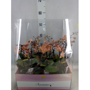 Phalaenopsis multi.   ...rose