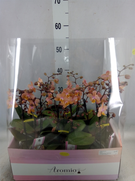 <h4>Phalaenopsis multi.   ...rose</h4>