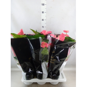 Anthurium andr. 'Maine'