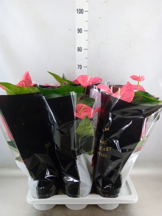 <h4>Anthurium andr. 'Maine'</h4>