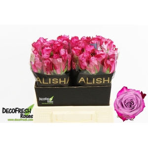 R Gr Deep Purple Alisha