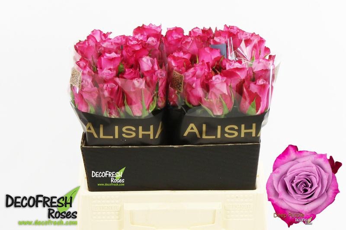 <h4>R Gr Deep Purple Alisha</h4>