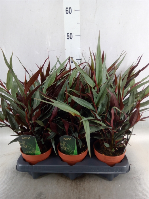 <h4>Planten  ..mix</h4>