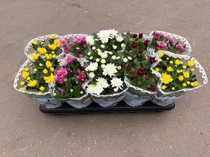 <h4>CHRYS GEVULDBL GEM</h4>