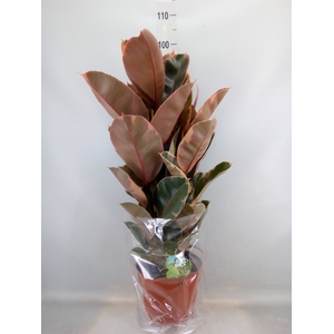 Ficus elastica 'Belize'