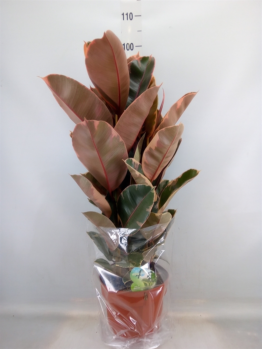 <h4>Ficus elastica 'Belize'</h4>