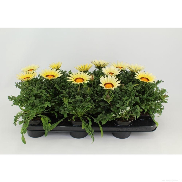 <h4>Gazania New Day White</h4>