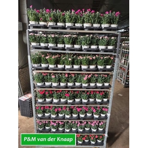 Dianthus   ...mix