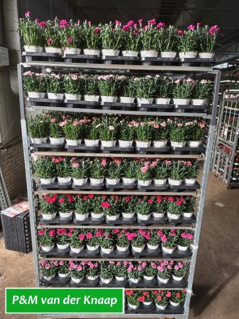<h4>Dianthus   ...mix</h4>