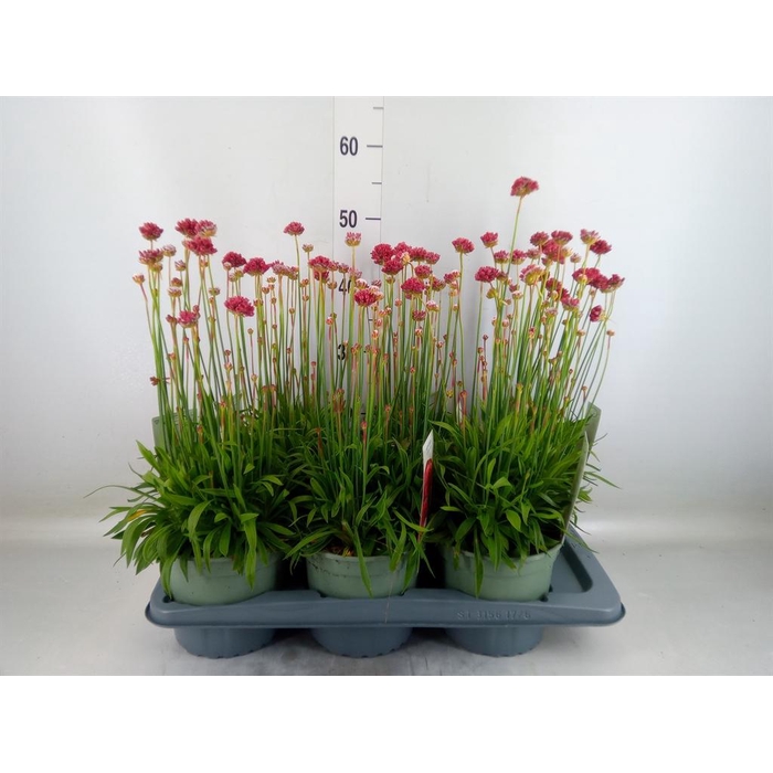 <h4>Armeria caespitosa</h4>