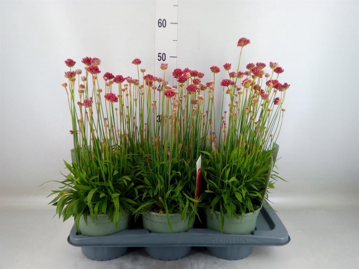 Armeria caespitosa